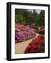 Azaleas and Rhododendrons, Isabella Plantation, Richmond Park, Richmond, Surrey, England, Uk-null-Framed Photographic Print