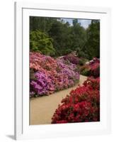 Azaleas and Rhododendrons, Isabella Plantation, Richmond Park, Richmond, Surrey, England, Uk-null-Framed Photographic Print