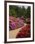 Azaleas and Rhododendrons, Isabella Plantation, Richmond Park, Richmond, Surrey, England, Uk-null-Framed Photographic Print