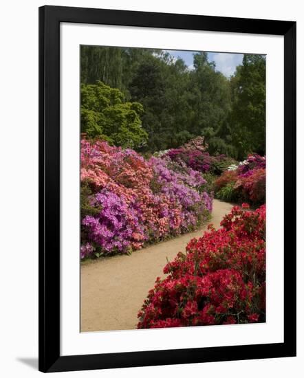 Azaleas and Rhododendrons, Isabella Plantation, Richmond Park, Richmond, Surrey, England, Uk-null-Framed Photographic Print