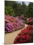 Azaleas and Rhododendrons, Isabella Plantation, Richmond Park, Richmond, Surrey, England, Uk-null-Mounted Photographic Print