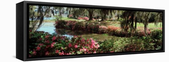 Azaleas and Willow Trees in a Park, Charleston, Charleston County, South Carolina, USA-null-Framed Stretched Canvas