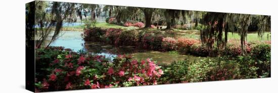 Azaleas and Willow Trees in a Park, Charleston, Charleston County, South Carolina, USA-null-Stretched Canvas