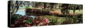 Azaleas and Willow Trees in a Park, Charleston, Charleston County, South Carolina, USA-null-Stretched Canvas