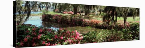 Azaleas and Willow Trees in a Park, Charleston, Charleston County, South Carolina, USA-null-Stretched Canvas