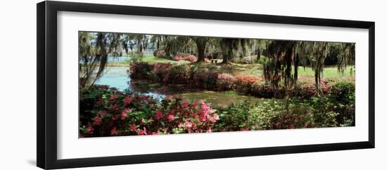 Azaleas and Willow Trees in a Park, Charleston, Charleston County, South Carolina, USA-null-Framed Premium Photographic Print