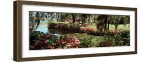 Azaleas and Willow Trees in a Park, Charleston, Charleston County, South Carolina, USA-null-Framed Photographic Print