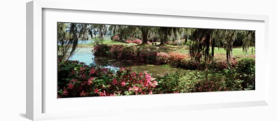 Azaleas and Willow Trees in a Park, Charleston, Charleston County, South Carolina, USA-null-Framed Photographic Print