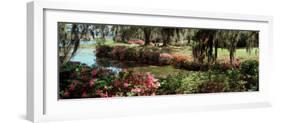 Azaleas and Willow Trees in a Park, Charleston, Charleston County, South Carolina, USA-null-Framed Photographic Print