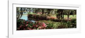 Azaleas and Willow Trees in a Park, Charleston, Charleston County, South Carolina, USA-null-Framed Photographic Print