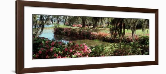 Azaleas and Willow Trees in a Park, Charleston, Charleston County, South Carolina, USA-null-Framed Photographic Print