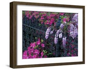 Azaleas and Wisteria Bloom at Bonaventure Cemetery, Savannah, Georgia, USA-Joanne Wells-Framed Premium Photographic Print