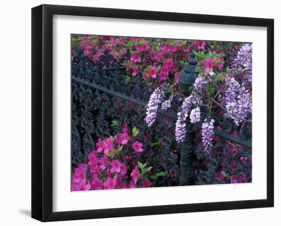 Azaleas and Wisteria Bloom at Bonaventure Cemetery, Savannah, Georgia, USA-Joanne Wells-Framed Premium Photographic Print