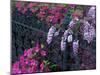 Azaleas and Wisteria Bloom at Bonaventure Cemetery, Savannah, Georgia, USA-Joanne Wells-Mounted Premium Photographic Print