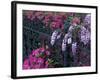 Azaleas and Wisteria Bloom at Bonaventure Cemetery, Savannah, Georgia, USA-Joanne Wells-Framed Photographic Print