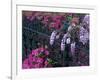 Azaleas and Wisteria Bloom at Bonaventure Cemetery, Savannah, Georgia, USA-Joanne Wells-Framed Photographic Print