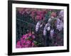 Azaleas and Wisteria Bloom at Bonaventure Cemetery, Savannah, Georgia, USA-Joanne Wells-Framed Photographic Print