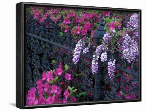 Azaleas and Wisteria Bloom at Bonaventure Cemetery, Savannah, Georgia, USA-Joanne Wells-Framed Photographic Print