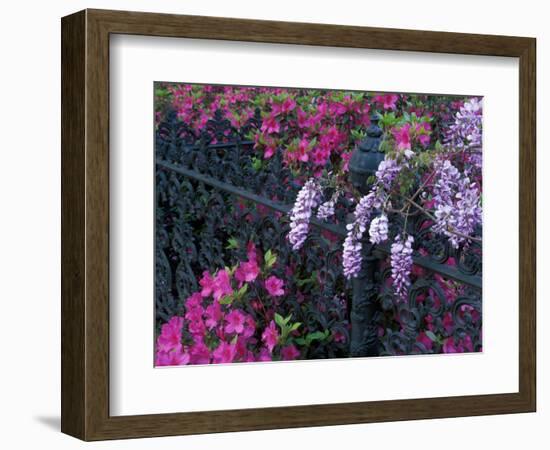 Azaleas and Wisteria Bloom at Bonaventure Cemetery, Savannah, Georgia, USA-Joanne Wells-Framed Photographic Print