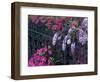 Azaleas and Wisteria Bloom at Bonaventure Cemetery, Savannah, Georgia, USA-Joanne Wells-Framed Photographic Print