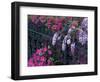 Azaleas and Wisteria Bloom at Bonaventure Cemetery, Savannah, Georgia, USA-Joanne Wells-Framed Photographic Print