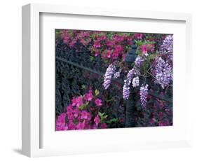 Azaleas and Wisteria Bloom at Bonaventure Cemetery, Savannah, Georgia, USA-Joanne Wells-Framed Photographic Print