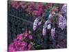 Azaleas and Wisteria Bloom at Bonaventure Cemetery, Savannah, Georgia, USA-Joanne Wells-Stretched Canvas