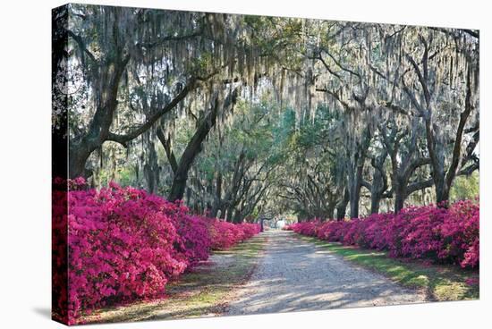 Azaleas, Bonaventure-Winthrope Hiers-Stretched Canvas