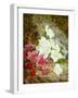 Azaleas by Thomas Worsey-Thomas Worsey-Framed Giclee Print