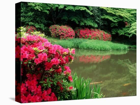 Azaleas, Chogaku-Ji Temple, Tenri, Nara, Japan-null-Stretched Canvas