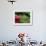 Azaleas, Chogaku-Ji Temple, Tenri, Nara, Japan-null-Framed Photographic Print displayed on a wall