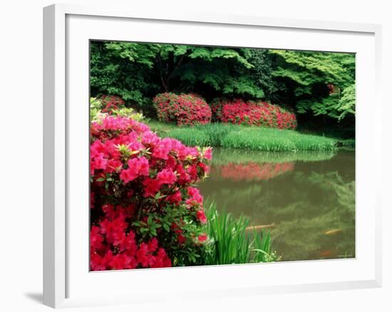 Azaleas, Chogaku-Ji Temple, Tenri, Nara, Japan-null-Framed Photographic Print