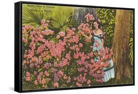 Azaleas, Cypress Gardens, Florida-null-Framed Stretched Canvas