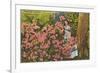 Azaleas, Cypress Gardens, Florida-null-Framed Premium Giclee Print