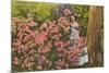 Azaleas, Cypress Gardens, Florida-null-Mounted Premium Giclee Print