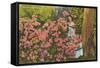 Azaleas, Cypress Gardens, Florida-null-Framed Stretched Canvas