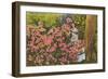 Azaleas, Cypress Gardens, Florida-null-Framed Art Print