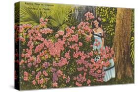 Azaleas, Cypress Gardens, Florida-null-Stretched Canvas