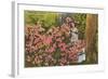 Azaleas, Cypress Gardens, Florida-null-Framed Art Print