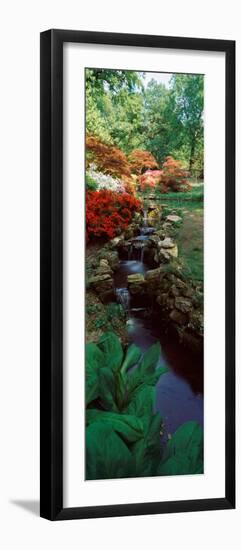 Azaleas in a Garden, Exbury Gardens, New Forest, Hampshire, England-null-Framed Photographic Print