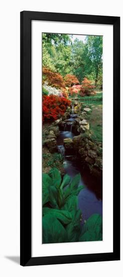 Azaleas in a Garden, Exbury Gardens, New Forest, Hampshire, England-null-Framed Photographic Print