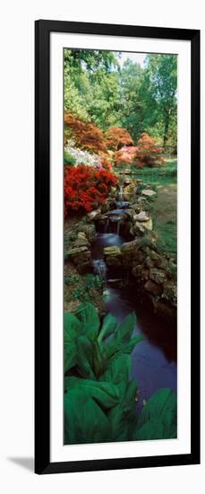 Azaleas in a Garden, Exbury Gardens, New Forest, Hampshire, England-null-Framed Photographic Print