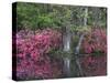 Azaleas in Bloom at Magnolia Plantation and Gardens, Charleston, South Carolina, Usa-Joanne Wells-Stretched Canvas