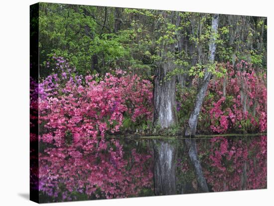 Azaleas in Bloom at Magnolia Plantation and Gardens, Charleston, South Carolina, Usa-Joanne Wells-Stretched Canvas