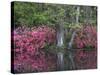 Azaleas in Bloom at Magnolia Plantation and Gardens, Charleston, South Carolina, Usa-Joanne Wells-Stretched Canvas