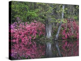 Azaleas in Bloom at Magnolia Plantation and Gardens, Charleston, South Carolina, Usa-Joanne Wells-Stretched Canvas