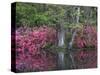 Azaleas in Bloom at Magnolia Plantation and Gardens, Charleston, South Carolina, Usa-Joanne Wells-Stretched Canvas