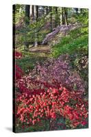 Azaleas in bloom under pine trees, Georgia-Darrell Gulin-Stretched Canvas