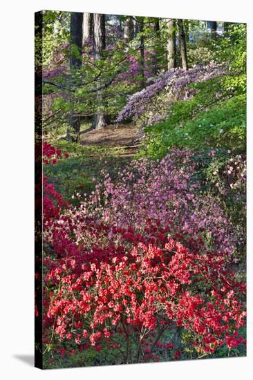 Azaleas in bloom under pine trees, Georgia-Darrell Gulin-Stretched Canvas