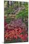 Azaleas in bloom under pine trees, Georgia-Darrell Gulin-Mounted Photographic Print